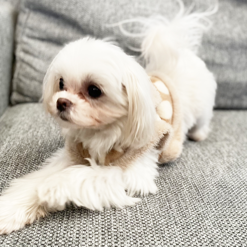 卒業犬イーブイちゃんのファッションショー♪